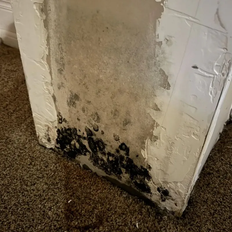 Professional Mold Removal in Floyd County, IN